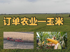 订单农业——玉米
