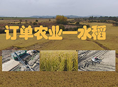订单农业——水稻
